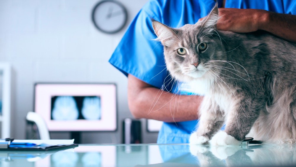 close-up-of-male-vet-examining-pet-cat-in-surgery-2024-02-09-15-04-41-utc (1)