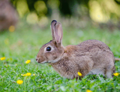 Is Your Rabbit or Pocket Pet Sick?