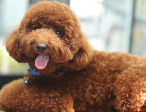 Fire Evacuation Planning with Pets in North Hollywood