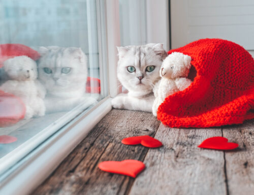 Winter Wellness Tips for North Hollywood Pets