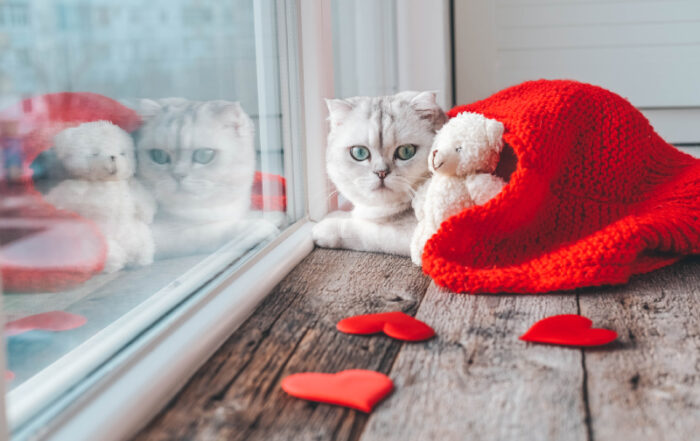portrait of a cute british kitten lies on a wooden