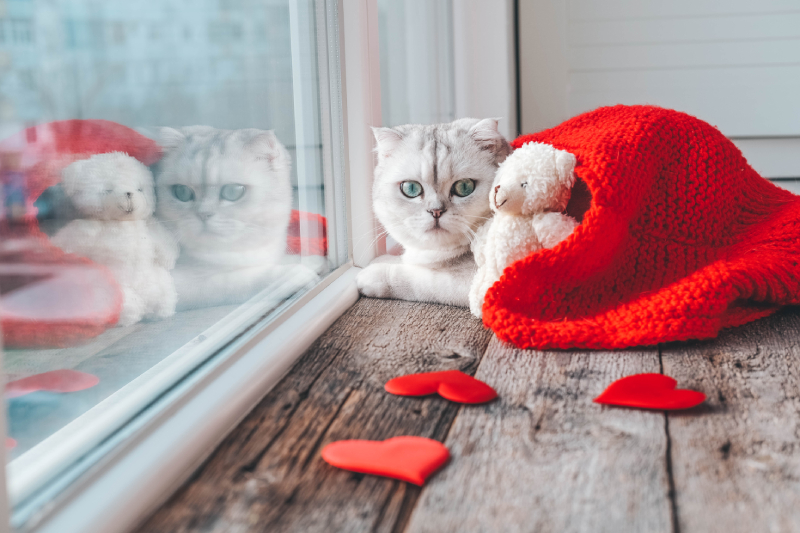 portrait of a cute british kitten lies on a wooden