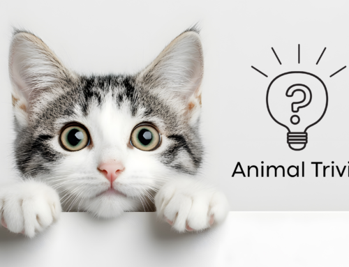 Vet Near Me Quiz – Are You Smarter Than a 5th Grader? Pet Edition | Sweet Home Veterinary Hospital