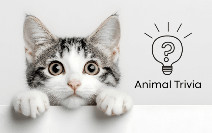 Vet near me wellness exam at Sweet Home Veterinary Hospital in North Hollywood CA