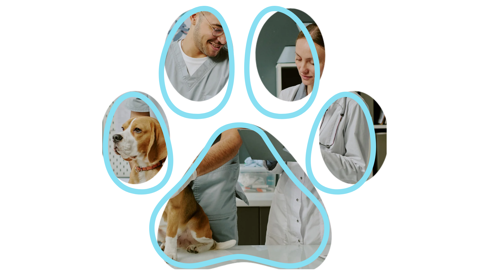 Vet near me providing dental care at Sweet Home Veterinary Hospital North Hollywood