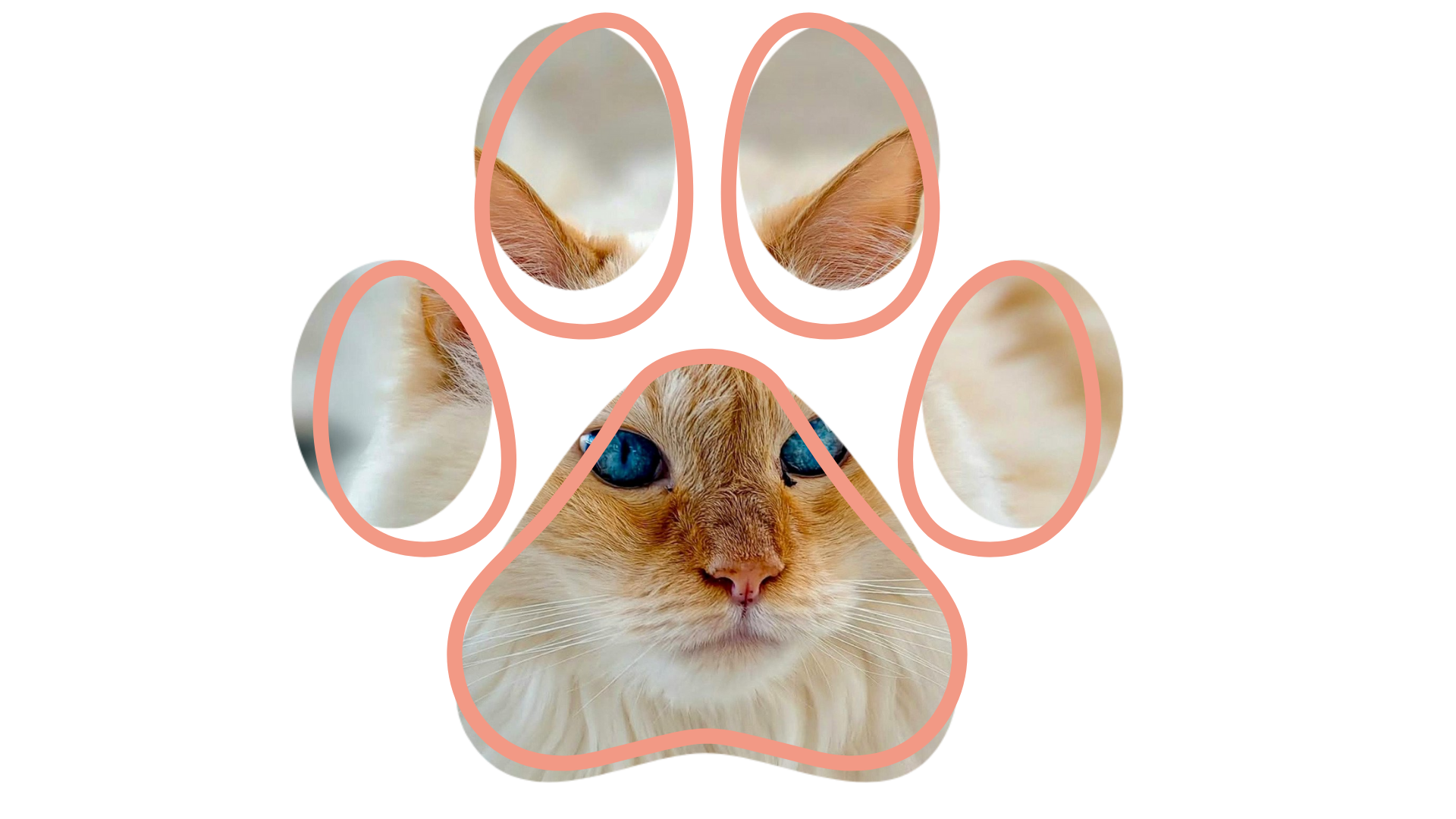 Vet near me caring for rabbits and pocket pets at Sweet Home Veterinary Hospital North Hollywood