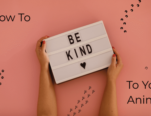 How to Be Kind to Your Animal