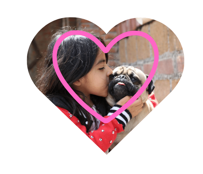 Caring for Animals Across North Hollywood Vet in North Hollywood CA for cats dogs goats sheep and pigs at Sweet Home Veterinary Hospital