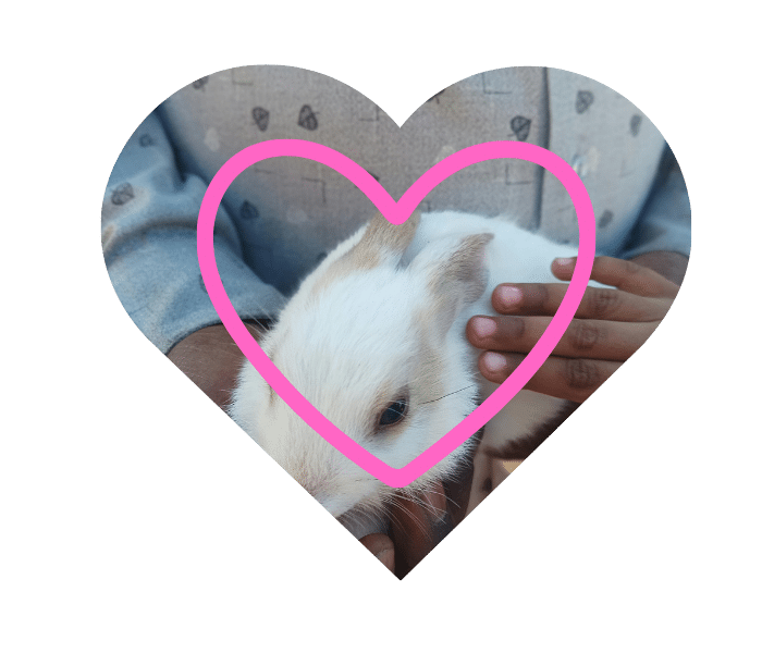Compassionate Veterinary Support for Small Pets Vet care for rabbits and pocket pets at Sweet Home Veterinary Hospital in North Hollywood, CA