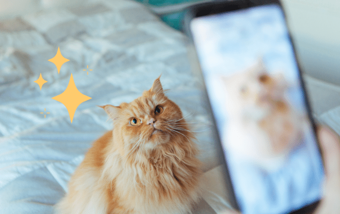 Taking a pet photo of an orange cat sitting in North Hollywood, CA