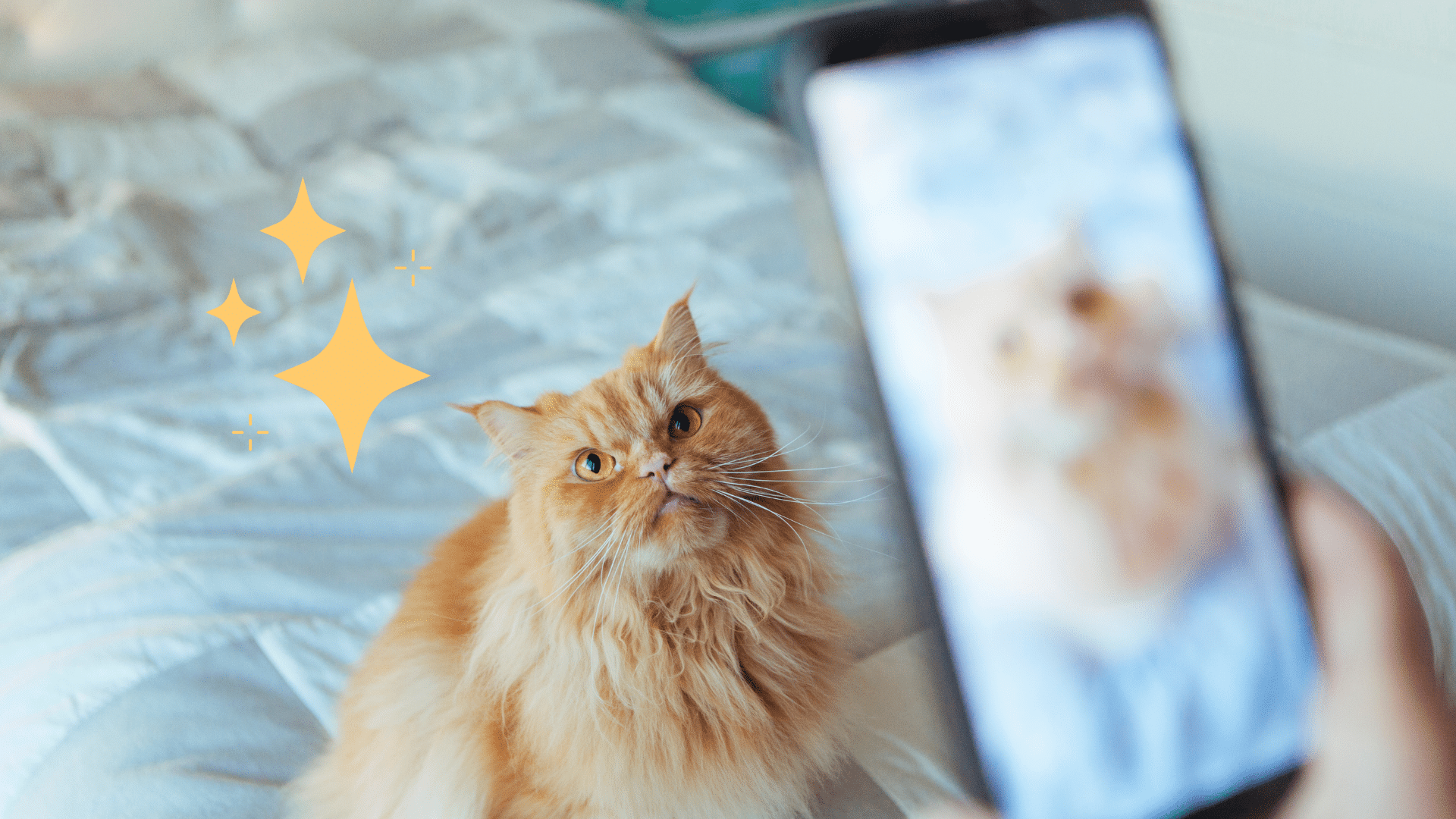Taking a pet photo of an orange cat sitting in North Hollywood, CA