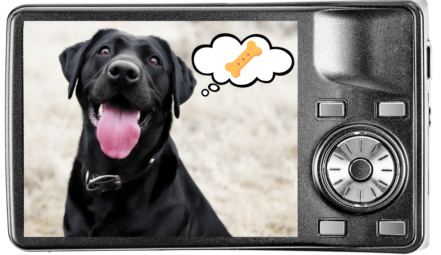 Getting Your Pet’s Attention for Photos Taking pet photo of a dog thinking about treats