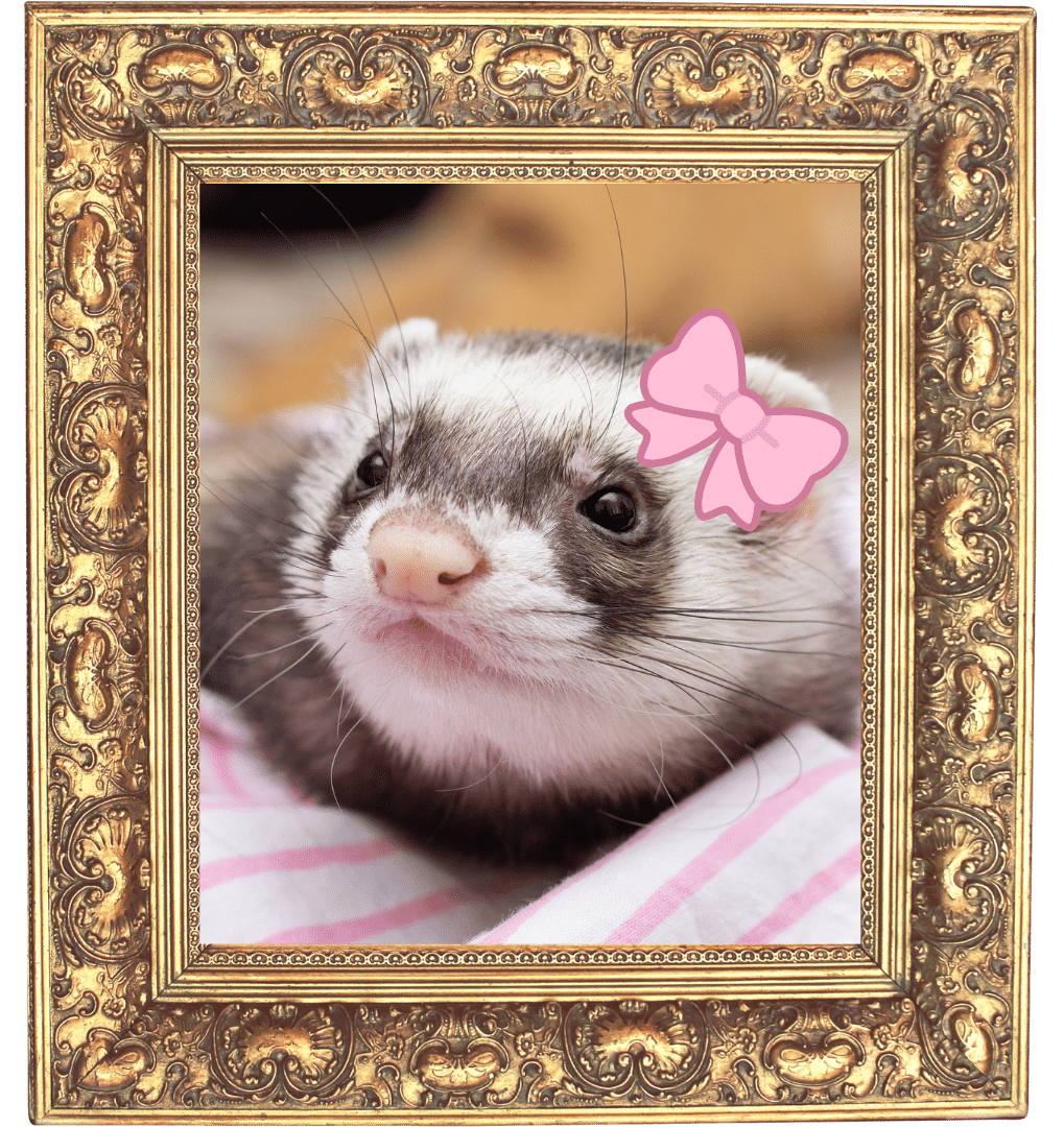 Capturing Quiet Pet Memories A ferret photo in a gold picture frame for Sweet Home Veterinary Hospital in North Hollywood, CA